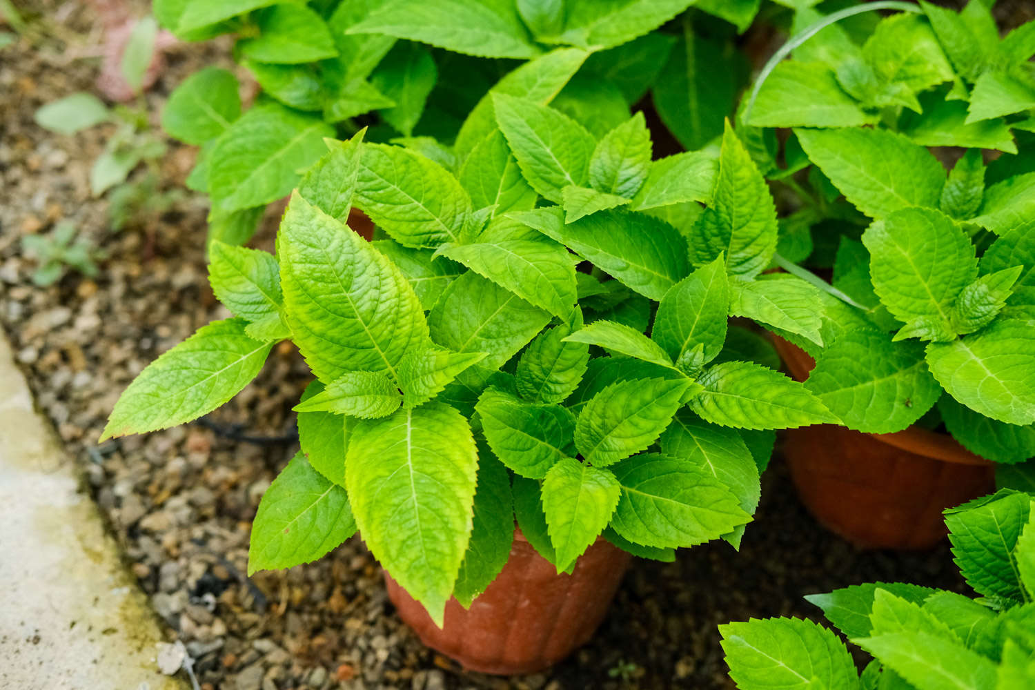 AA